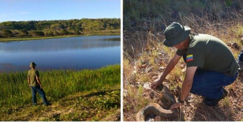 Motta Domínguez rescata anacondas en medio de sequía de El Guri