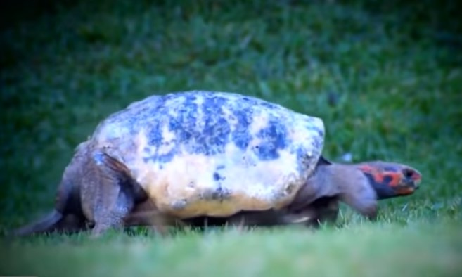 Tortuga herida recibe un caparazón en 3D (VIDEO)