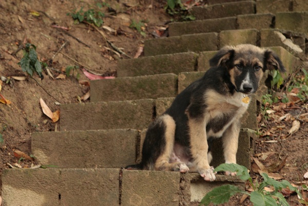 ¿Por qué abandonan a las mascotas en Venezuela?