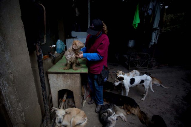 En esta imagen del 23 de julio de 2016, Dexis Casadiego, veterinaria y una de las fundadoras del refugio de animales Funasissi, peina a un perro abandonado en el centro, en el barrio trabajador de El Junquito, Caracas, Venezuela. En Caracas se ha vuelto habitual ver perros de raza buscando entre la basura o tumbados al aire libre, sucios y demacrados, en barrios acomodados. (AP Foto/Fernando Llano)