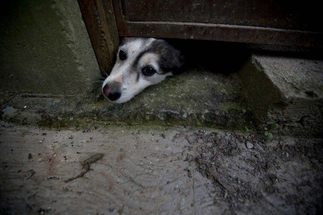 El 21 de julio de 2016, un perro abandonado asoma la cabeza bajo una puerta en el refugio privado de Funasissi, en el barrio trabajador de El Junquito, en Caracas, Venezuela. Al profundizarse la crisis económica del país, la escasez de alimentos y el alza de la pobreza están forzando a los venezolanos de clase media a hacer lo impensable dejar que sus mascotas pasen hambre o abandonarlas en las calles. (AP Foto/Fernando Llano)