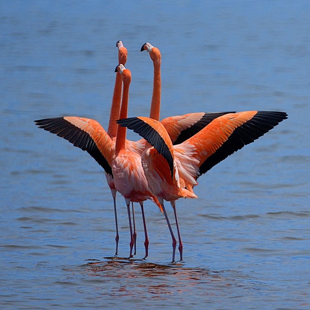 #ConocerEsProteger: Explorando maravillas con Río Verde… Los flamencos del Caribe