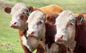 Sacrifican en Colombia 15 bovinos procedentes de Venezuela con fiebre aftosa