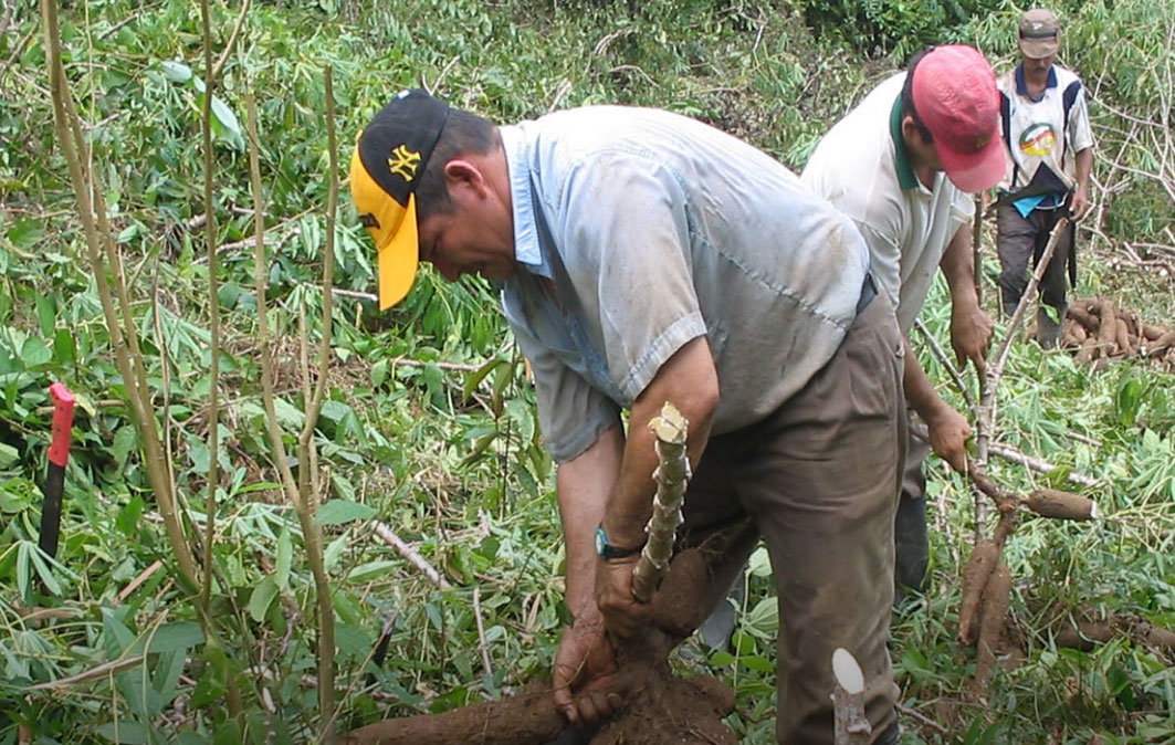 Advierten que tres toneladas de yuca amarga robadas están siendo vendidas en mercados