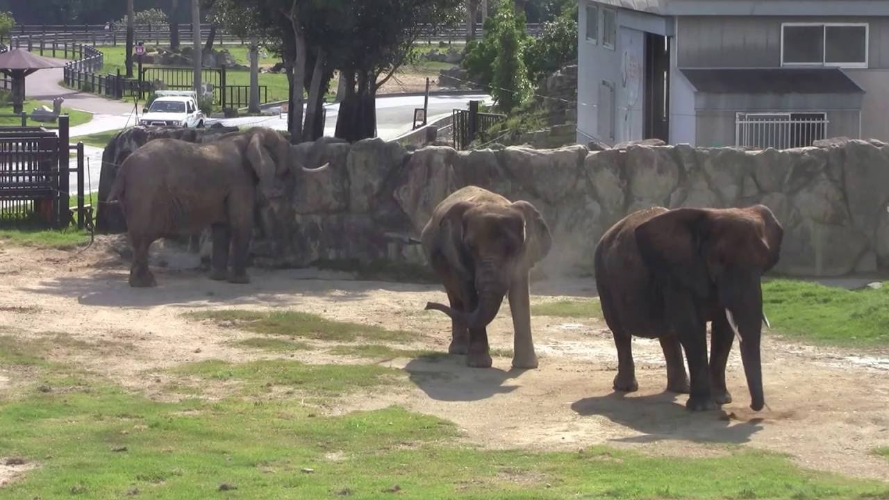 Un empleado de un zoológico japonés muere por ataque de un elefante