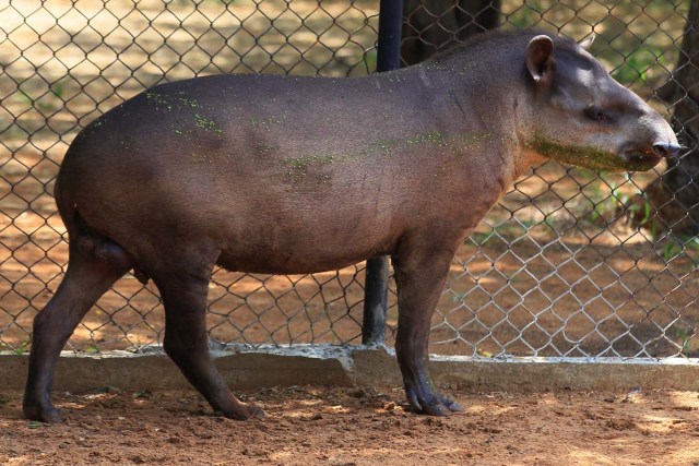 A tapir is seen at the Zulia's Metropolitan Zoological Park in Maracaibo, Venezuela August 16, 2017. REUTERS/Isaac Urrutia