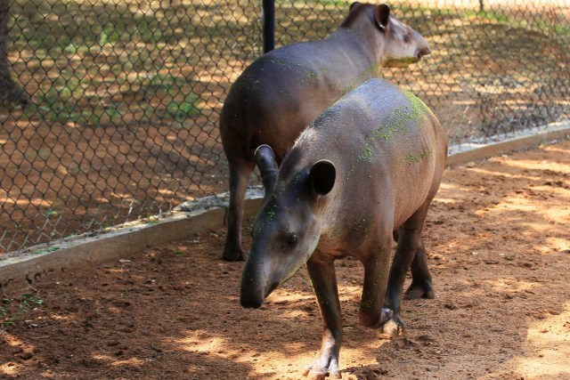 Tapirs are seen at the Zulia's Metropolitan Zoological Park in Maracaibo, Venezuela August 16, 2017. REUTERS/Isaac Urrutia