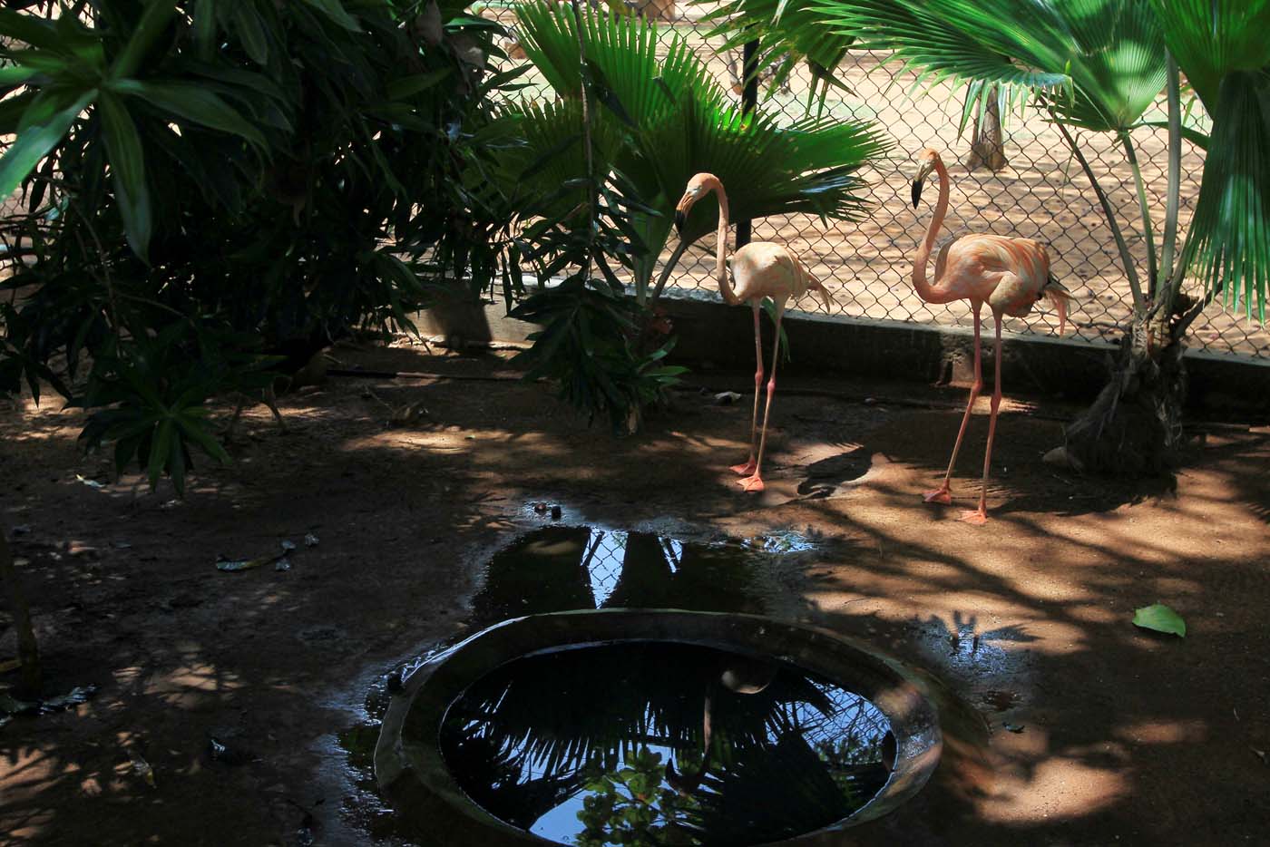 Policía cree que robaron animales de zoológico de Zulia para comérselos