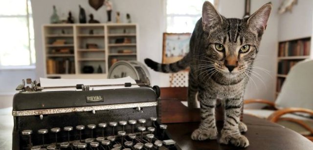 One of six-toed cats felines descended from a tomcat named Snow White that the acclaimed American author Ernest Hemingway adopted while he lived there in the 1930s, is seen in this undated photo at the Hemingway Home Museum in Key West, Florida, U.S. Courtesy Hemingway Home Museum/Handout via REUTERS ATTENTION EDITORS - THIS IMAGE HAS BEEN SUPPLIED BY A THIRD PARTY.