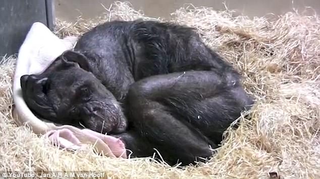 ¡Conmovedor! Momento en que un chimpancé moribundo se alegra al ver a su viejo amigo