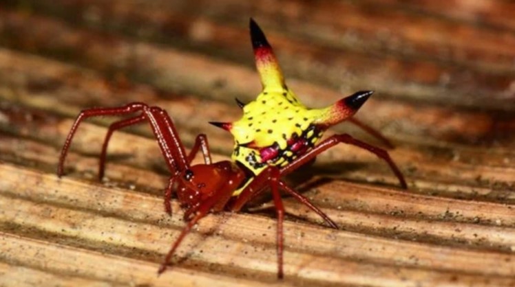 Descubren una araña igual a Pikachu, el Pokémon amarillo