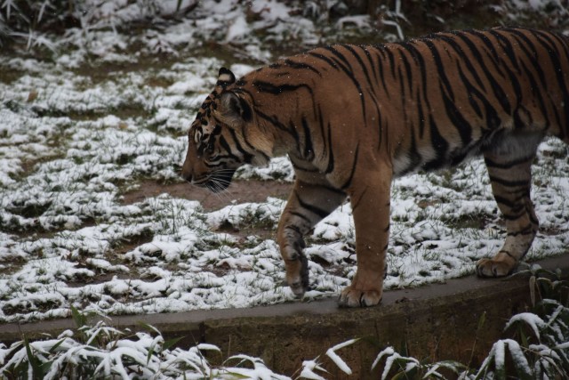 A tiger walks under falling snow at the Smithsonian zoo in Washington DC on December 9, 2017. / AFP PHOTO / ERIC BARADAT