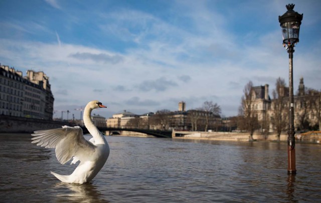 ISL78. PARIS (FRANCIA), 08/01/2018.- Un cisne bate las alas mientras nada en el río Sena, a su paso por Isla de San Luis, París, Francia, 8 de junio de 2018. Las fuertes lluvias han provocado inundaciones menores en algunas zonas de la capital francesa, así como la crecida del río Sena. EFE/ Ian Langsdon