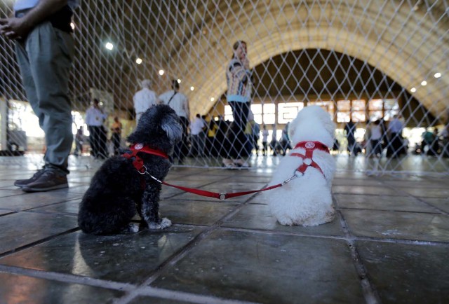 Dogs wait for their owner who casts his vote during elections in Asuncion, Paraguay, April 22, 2018. REUTERS/Mario Valdez