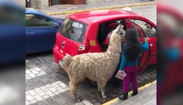 Llama al taxi… literal (VIDEO)