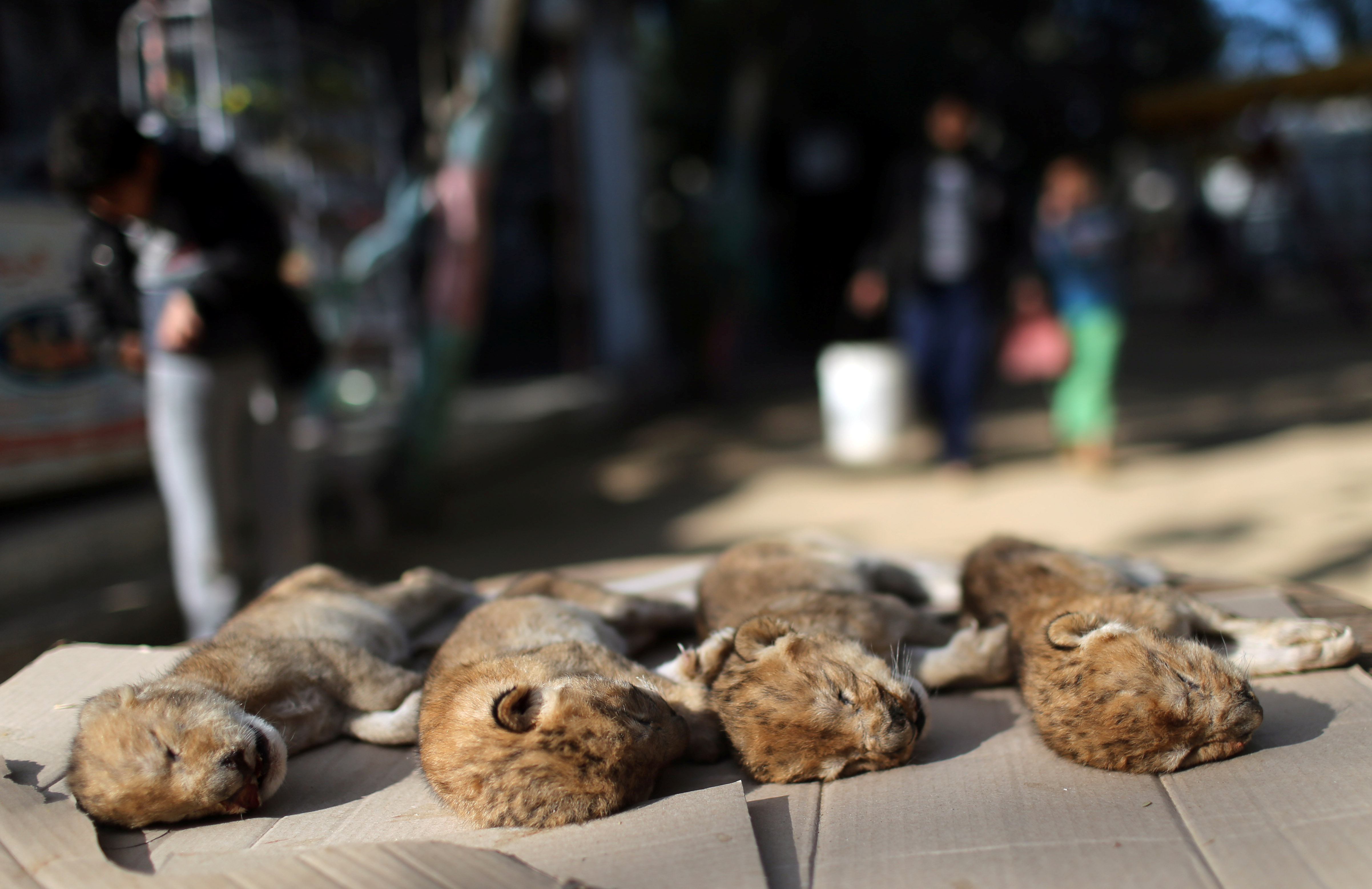 Leones recién nacidos mueren en zoológico de Gaza tras fuerte tormenta