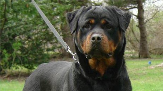 Tres perros rottweiler mutilan a un anciano que caminaba por la calle en Madrid