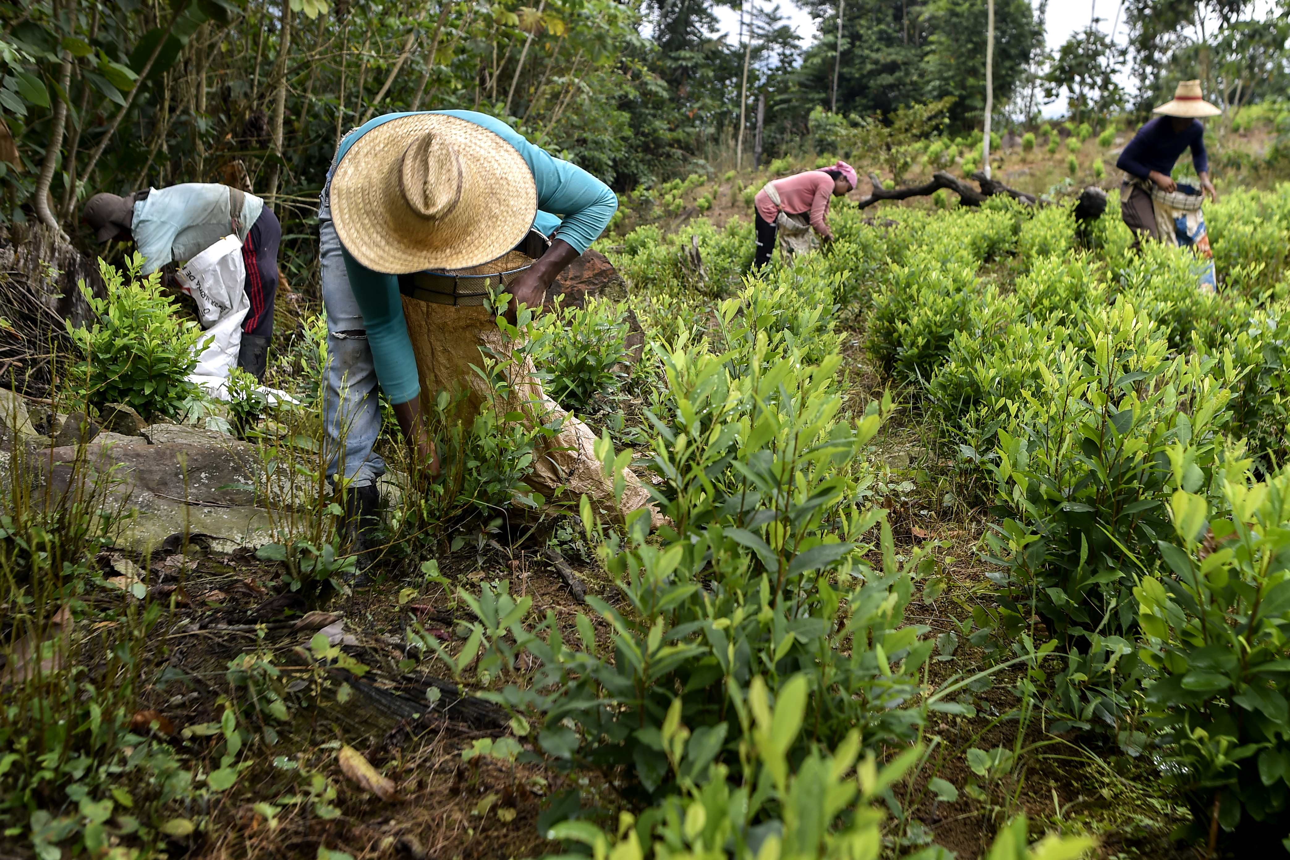 EEUU reportó alza récord de cultivos de coca y producción de cocaína en Colombia