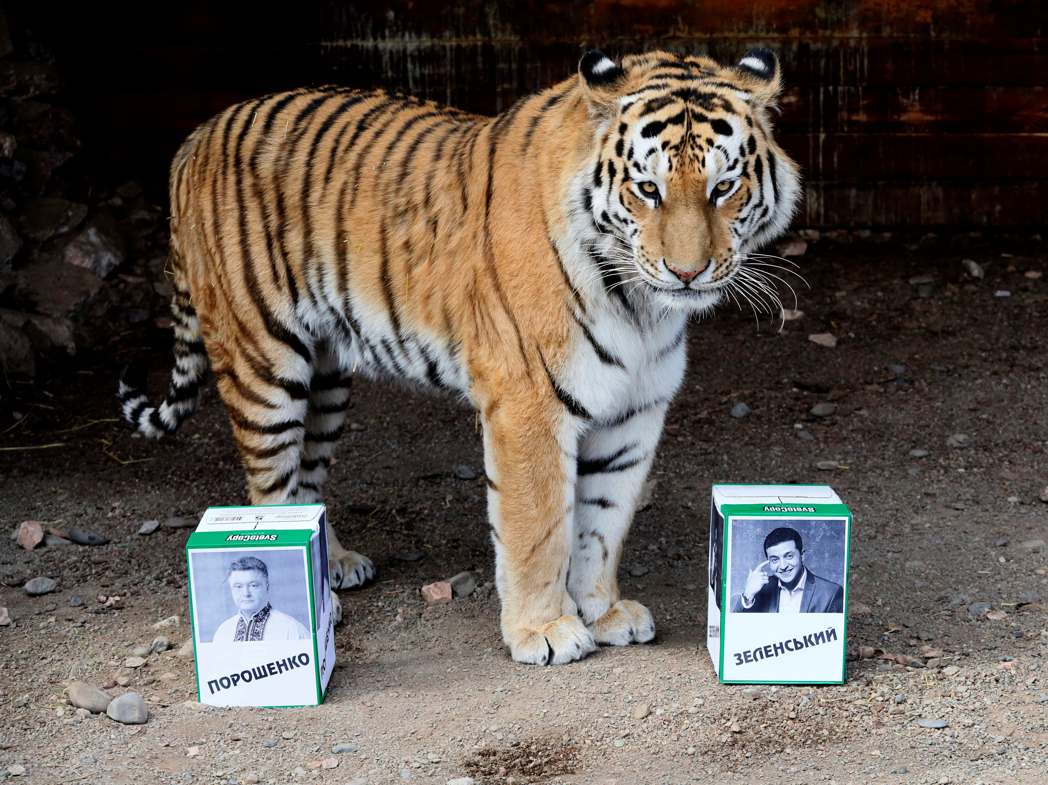 Bartek, el tigre profeta, elije al ganador de las presidenciales en Ucrania (FOTOS)