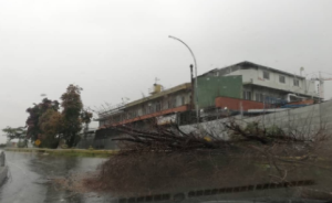 Caída de un árbol por lluvias imposibilita el paso vehicular en Los Ruices