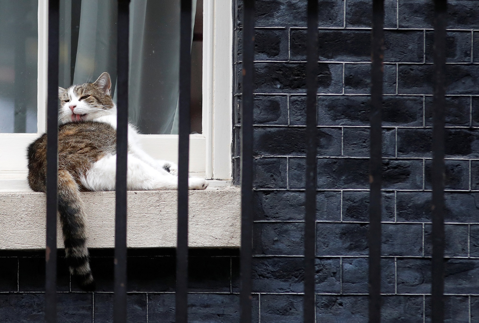 ¡Relajado! Así está el gato Larry tras la llegada de Boris Johnson (FOTOS)