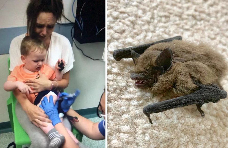El TERROR de un niño de dos años que fue mordido por un murciélago mientras dormía