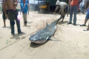 ¡SUSTO! Pescadores de Anzoátegui hallaron un enorme tiburón azul atrapado en sus redes (FOTOS)