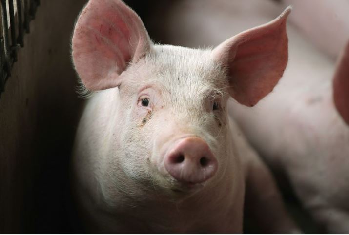 ¡Insólito! Pillaron a un cochino “haciendo ejercicio” en la escalinata de El Calvario (VIDEO)