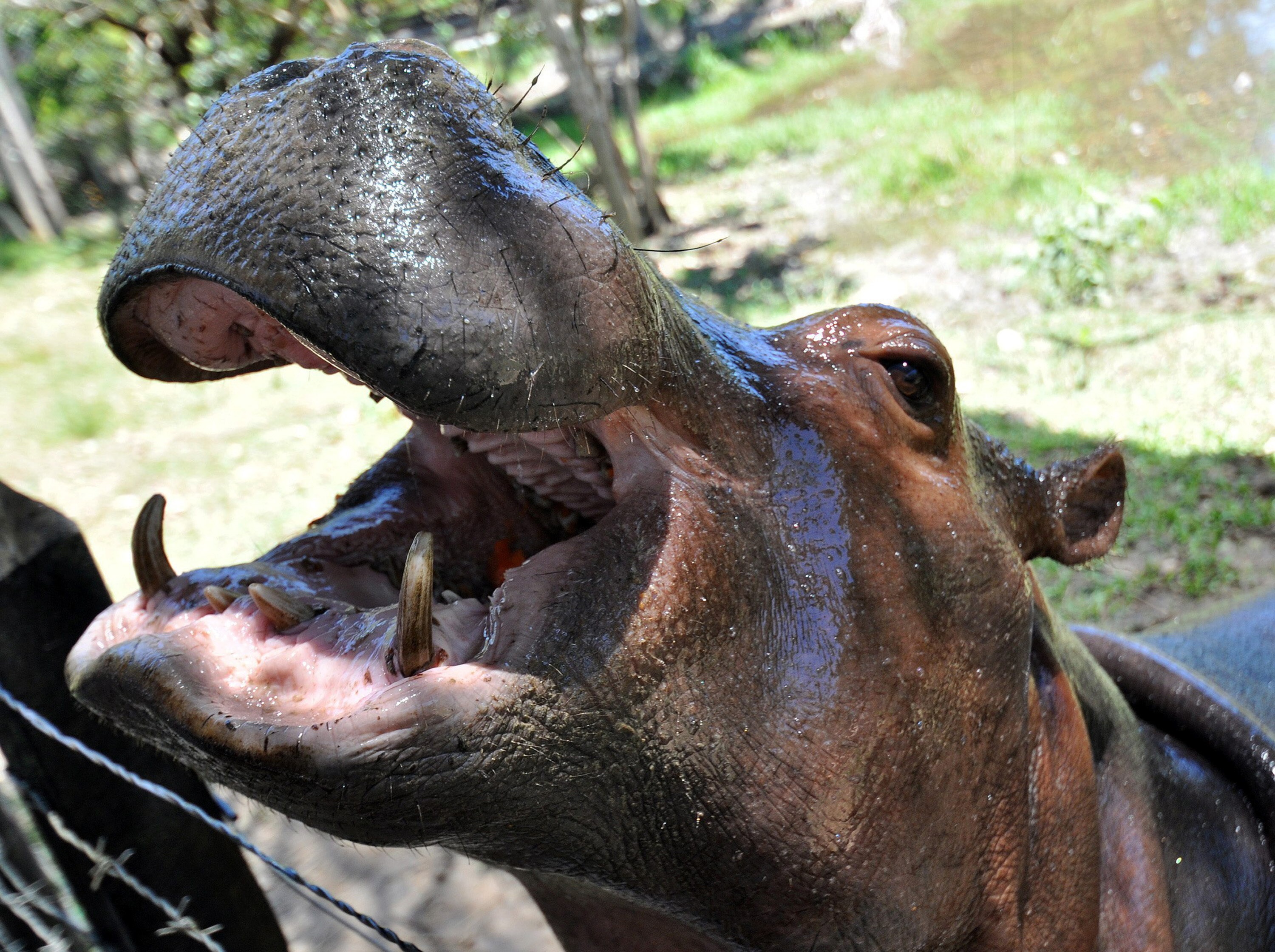 El curioso dato sobre los hipopótamos de Pablo Escobar, especies casi extintas