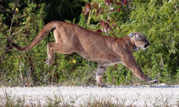 Pantera de Florida en peligro de extinción asesinada por vehículo