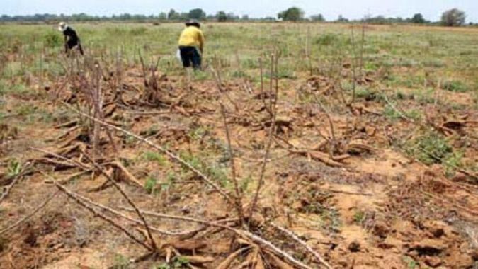 La pandemia empeorará la calidad de la alimentación mundial, según FAO y OCDE