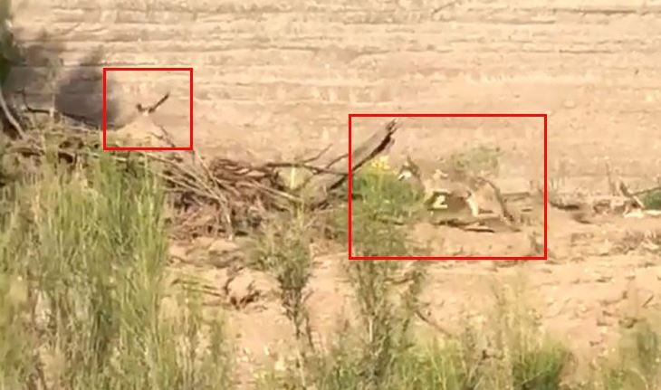 En VIDEO: Así persigue un coyote a un correcaminos en la vida real