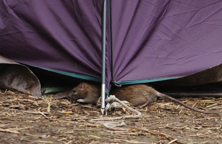 CDC alerta sobre mayor agresividad de ratas por la falta de comida durante el coronavirus