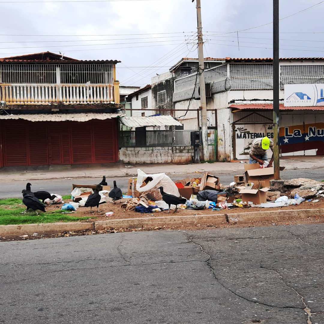 Ciudad Guayana invadida por zamuros y solo funcionan diez compactadoras