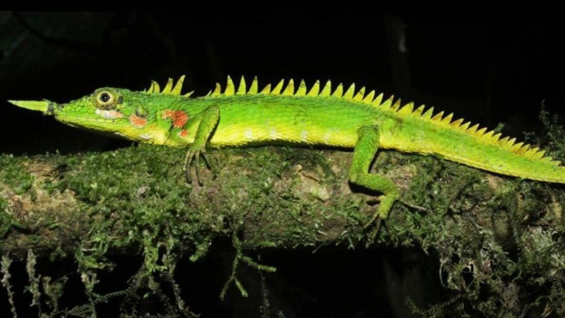 Reaparece un reptil con un cuerno en la nariz que fue dado por extinto durante todo el siglo XX