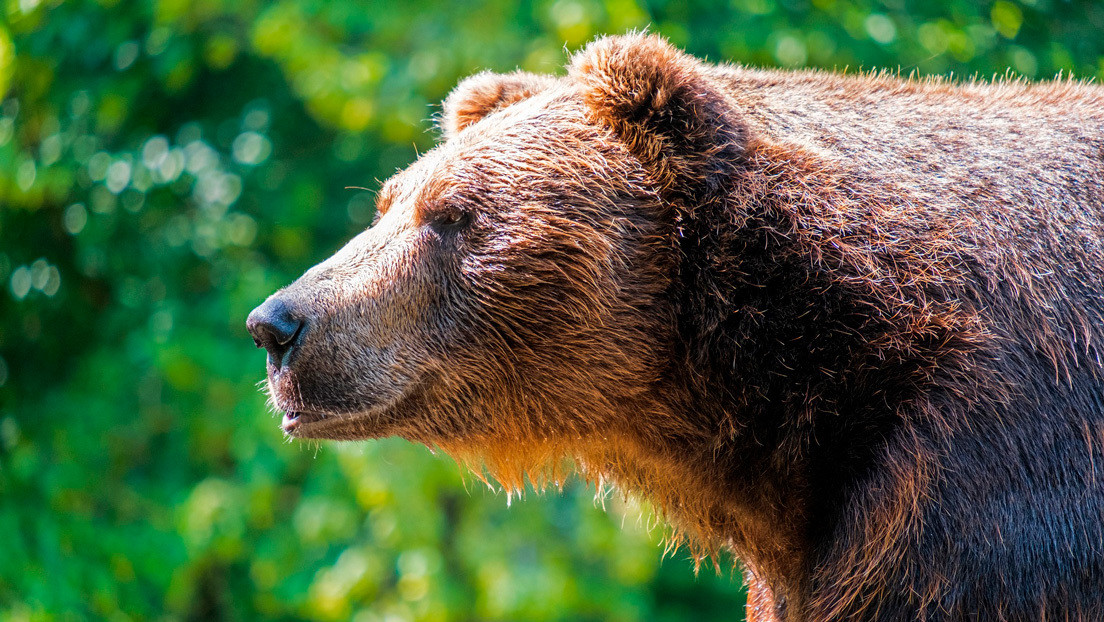 Captaron a un oso corriendo por las calles de Siberia durante la cuarentena (Video)