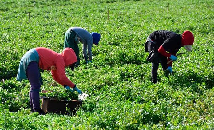 Los llamaban “Monos” y los trataban como esclavos: La red desmantelada en Italia que devela la realidad de cientos de migrantes (Historia)