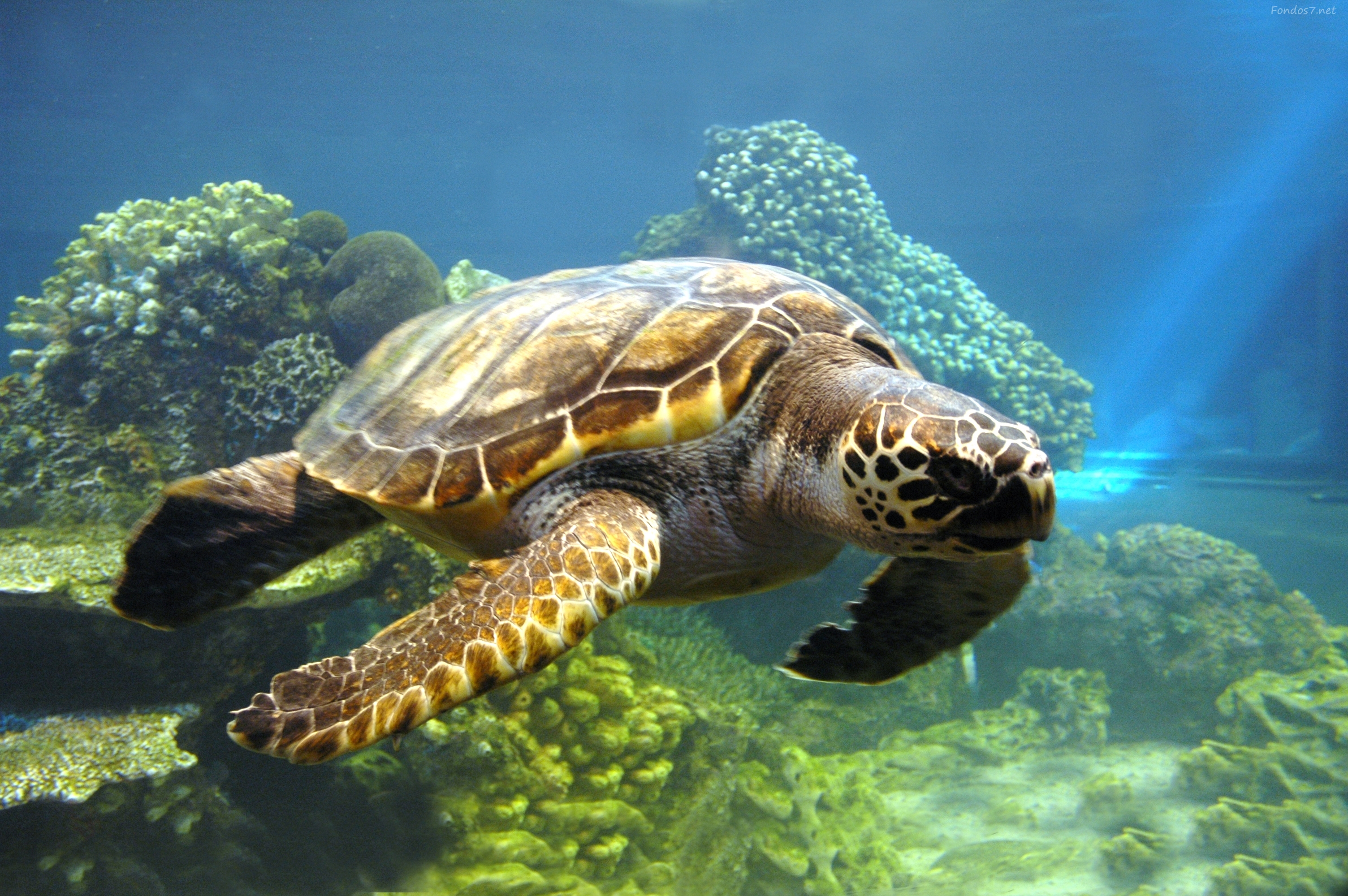 Extraña tortuga marina liberada en Cayos de Florida para unirse a la carrera Tour de Turtles