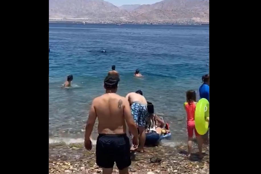 ¡Susto! Un ENORME tiburón emerge a pocos metros de una playa llena de bañistas (VIDEO)