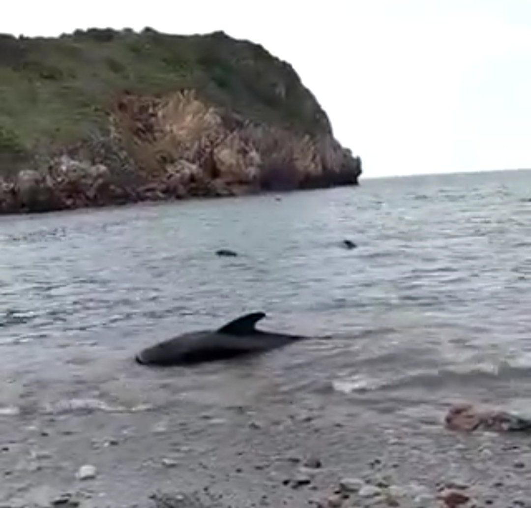 Mueren nueve de las 15 ballenas calderones varadas en el norte de España (VIDEO)