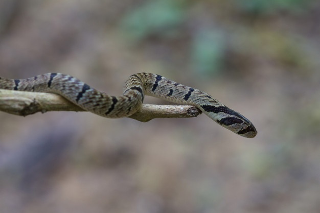 La mordedura de una serpiente acabó con la vida de un niño en Trujillo