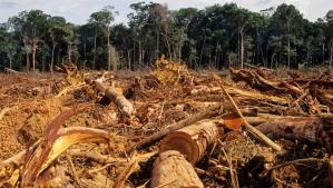 Blinken anunció pacto contra la deforestación en la Amazonía