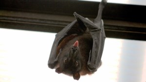 Al menos 15 niños podrían estar contagiados tras jugar con un murciélago infectado en Texas