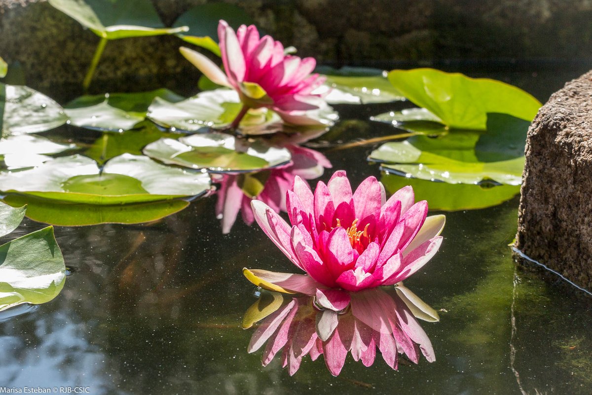 Al menos cinco especies de la flora venezolana se han extinguido; más de 500 están amenazadas