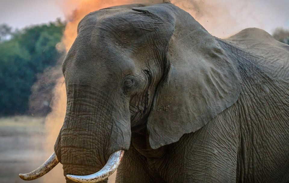 Solicitaron a jueces declarar “persona” a elefanta para que sea liberada de zoológico en Nueva York