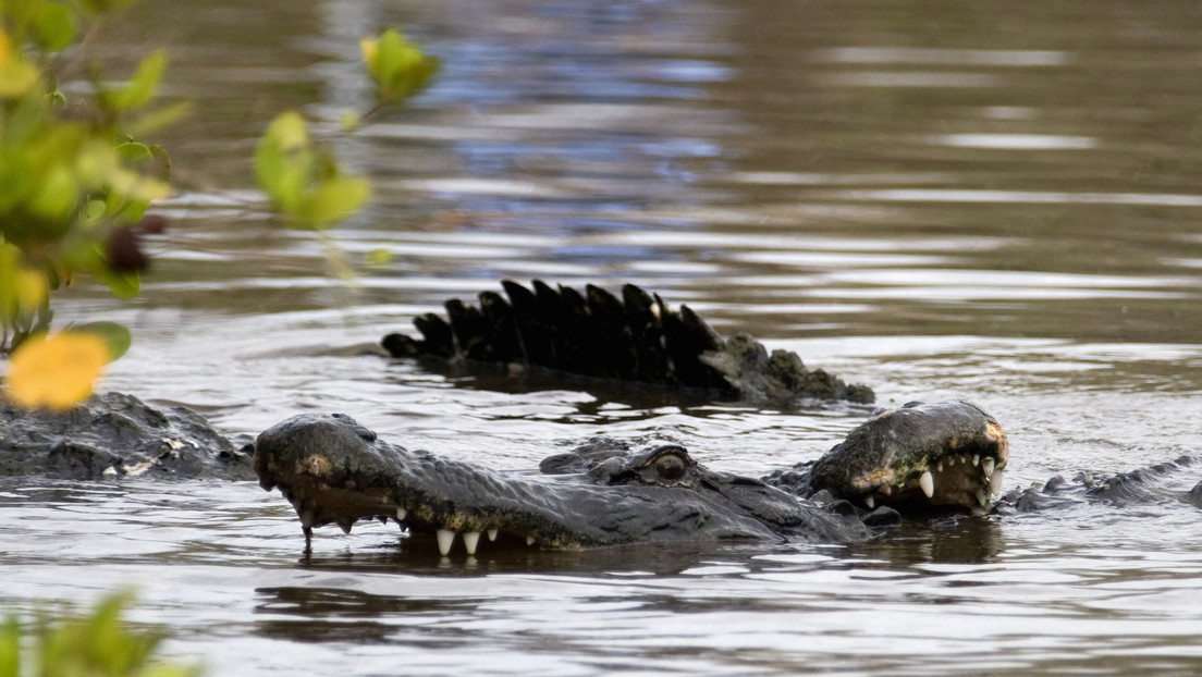 Por qué los cocodrilos cambiaron tan poco desde la era de los dinosaurios