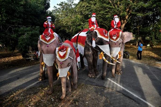 Elefantes vestidos de Papá Noel reparten mascarillas en una escuela de Tailandia (FOTOS)