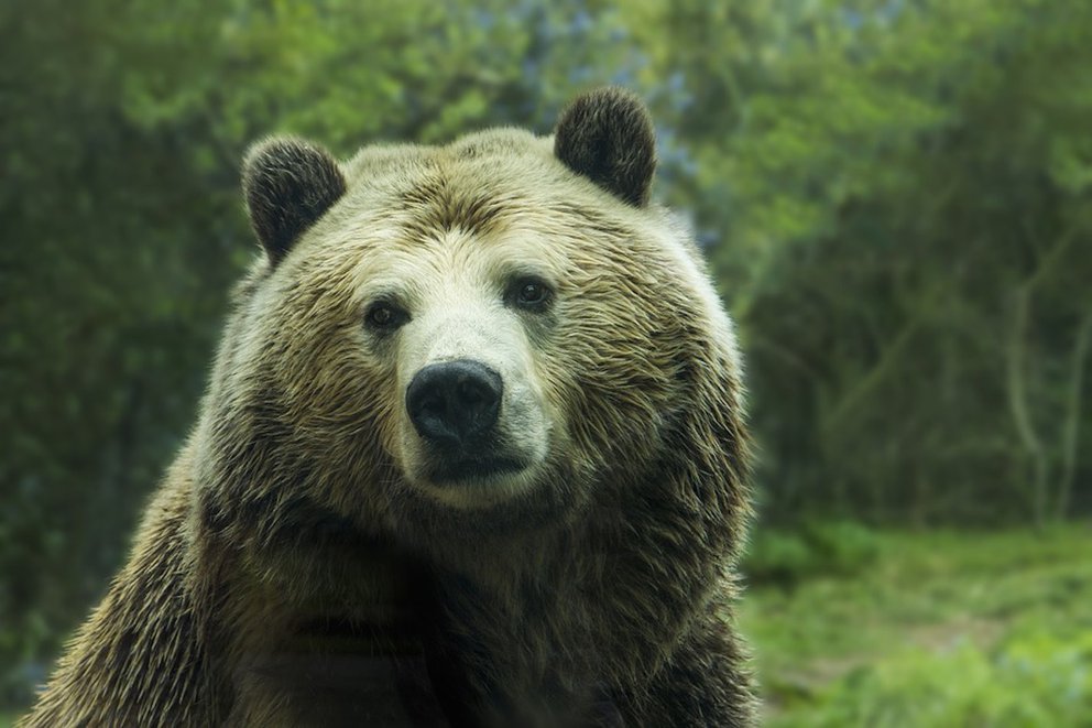 Cómo la muerte de un oso por envenenamiento destapó una red de tráfico de cocaína en España