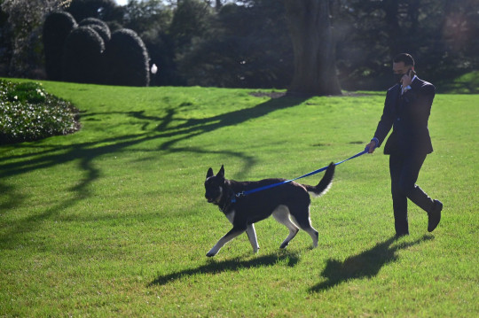 El perro de Joe Biden muerde a un empleado de la Casa Blanca por segunda vez
