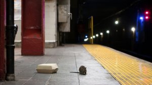 Neoyorquinos se quejan por el aumento de ratas en la ciudad